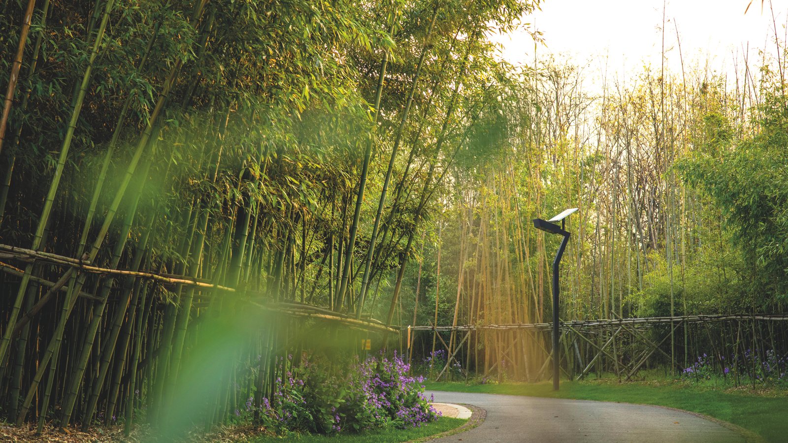 A path through a bamboo grove