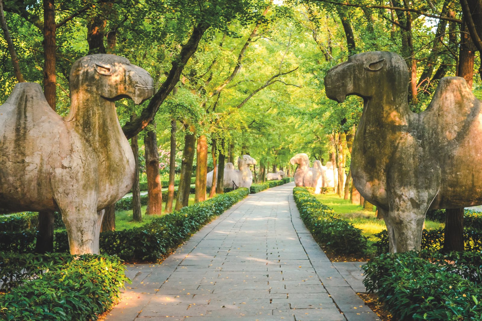 Tree-lined heritage path in Nanjing